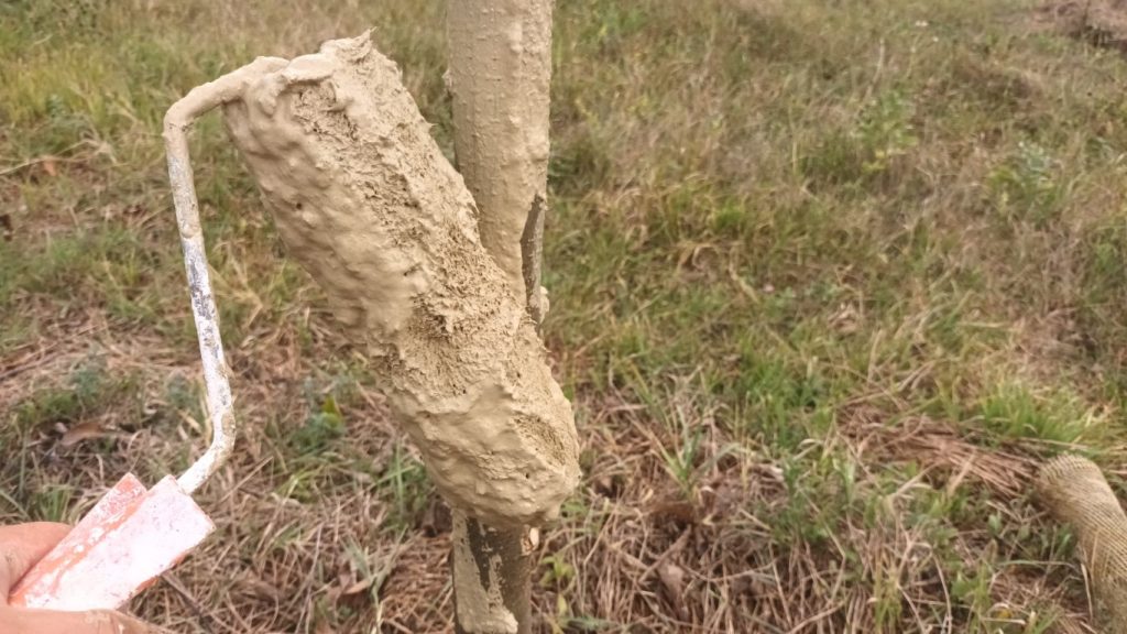 Varuit Mă apuc de văruit pomii - Jurnal de agricultura ecologică