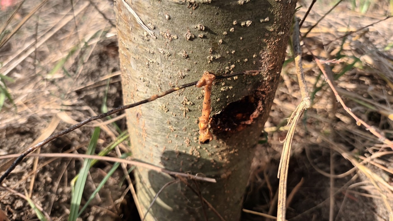 Sfredelitorul tulpinilor (cossus cossus)