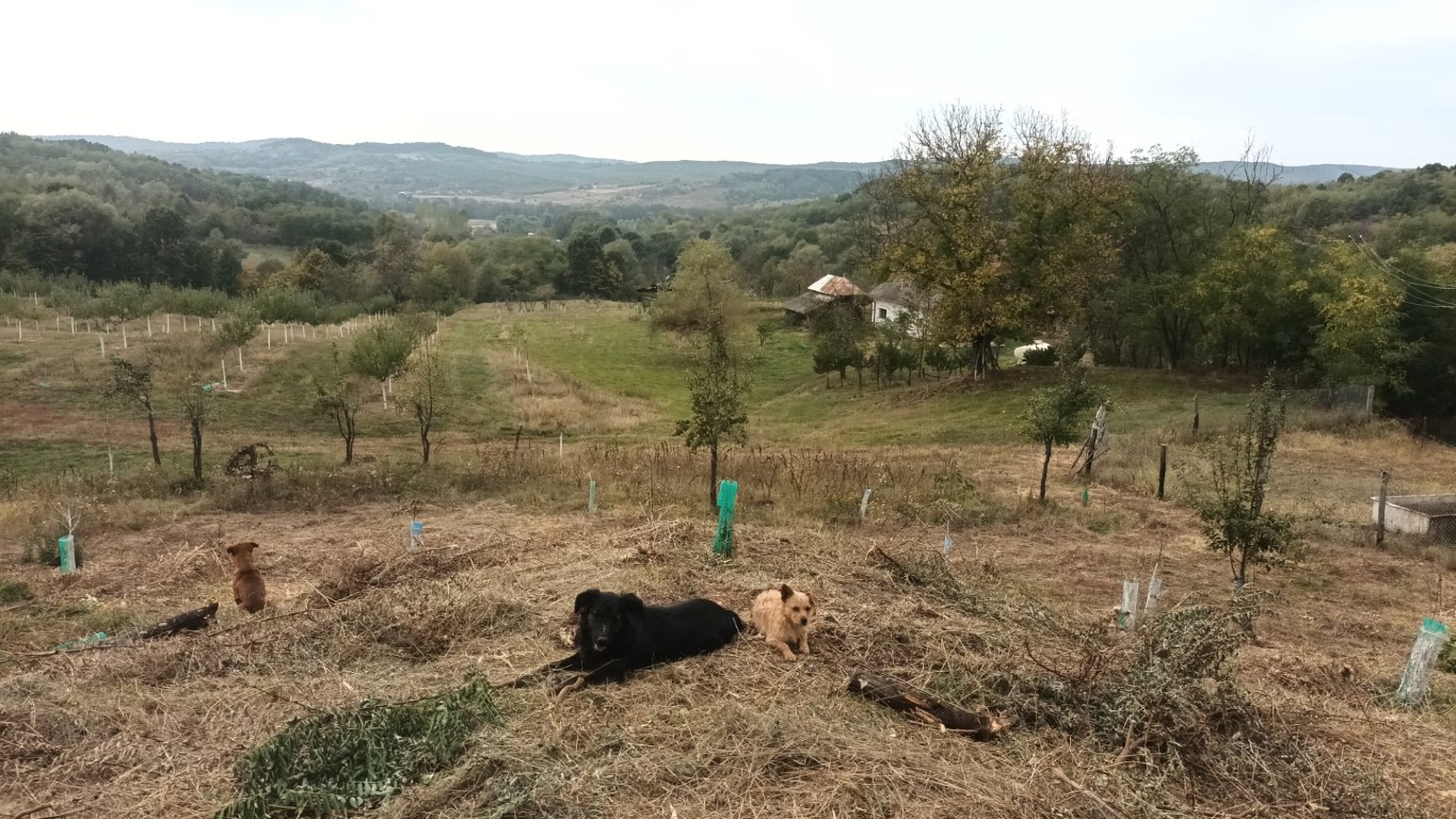 Mai facem puțină curățenie, chiar dacă așteptăm iarna