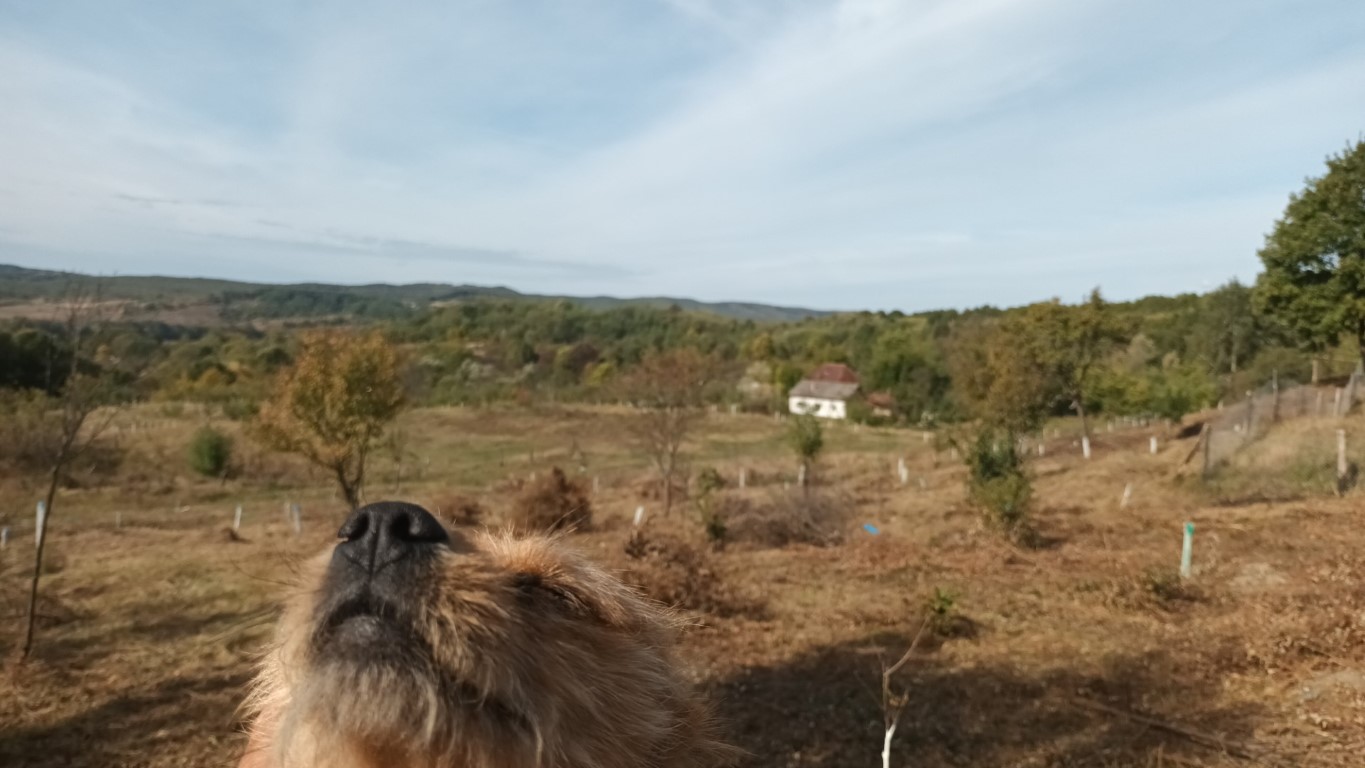 Miroase a toamnă și a câine ud