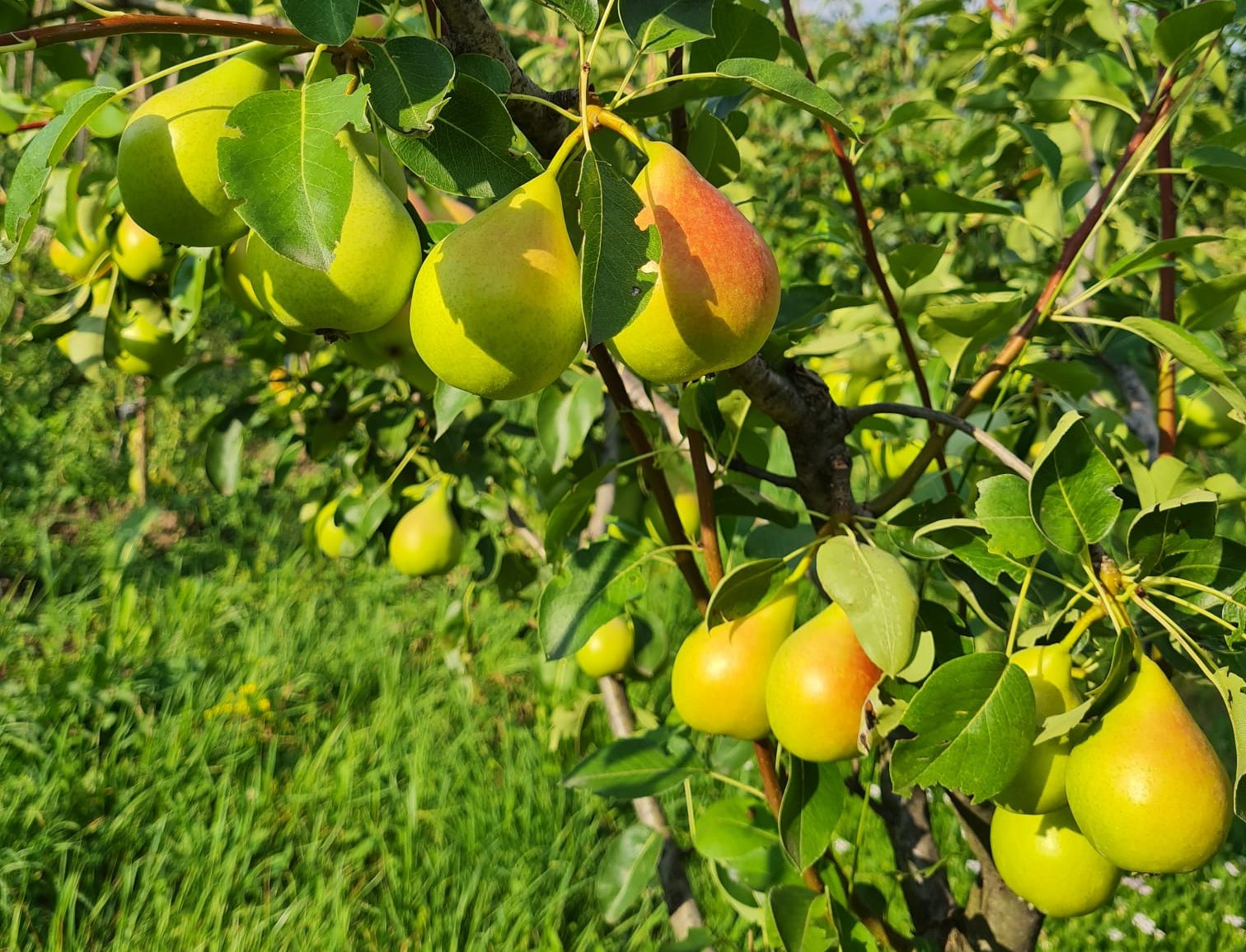 Popescu Marcu P.F.A. – Producător produse ecologice (Mere,Prune) în Baru, județul Hunedoara