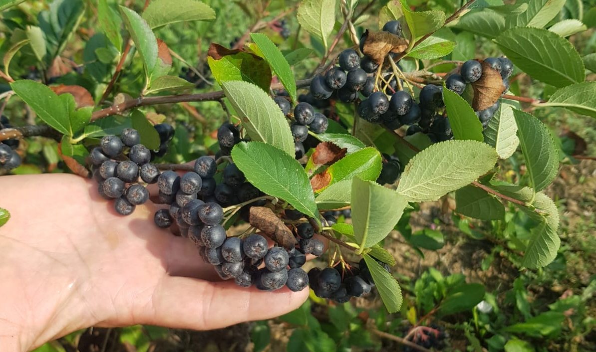 Huțănașu Daniel-Bobi I.I. – Producător aronia ecologică în Buzeni, județul Botoșani