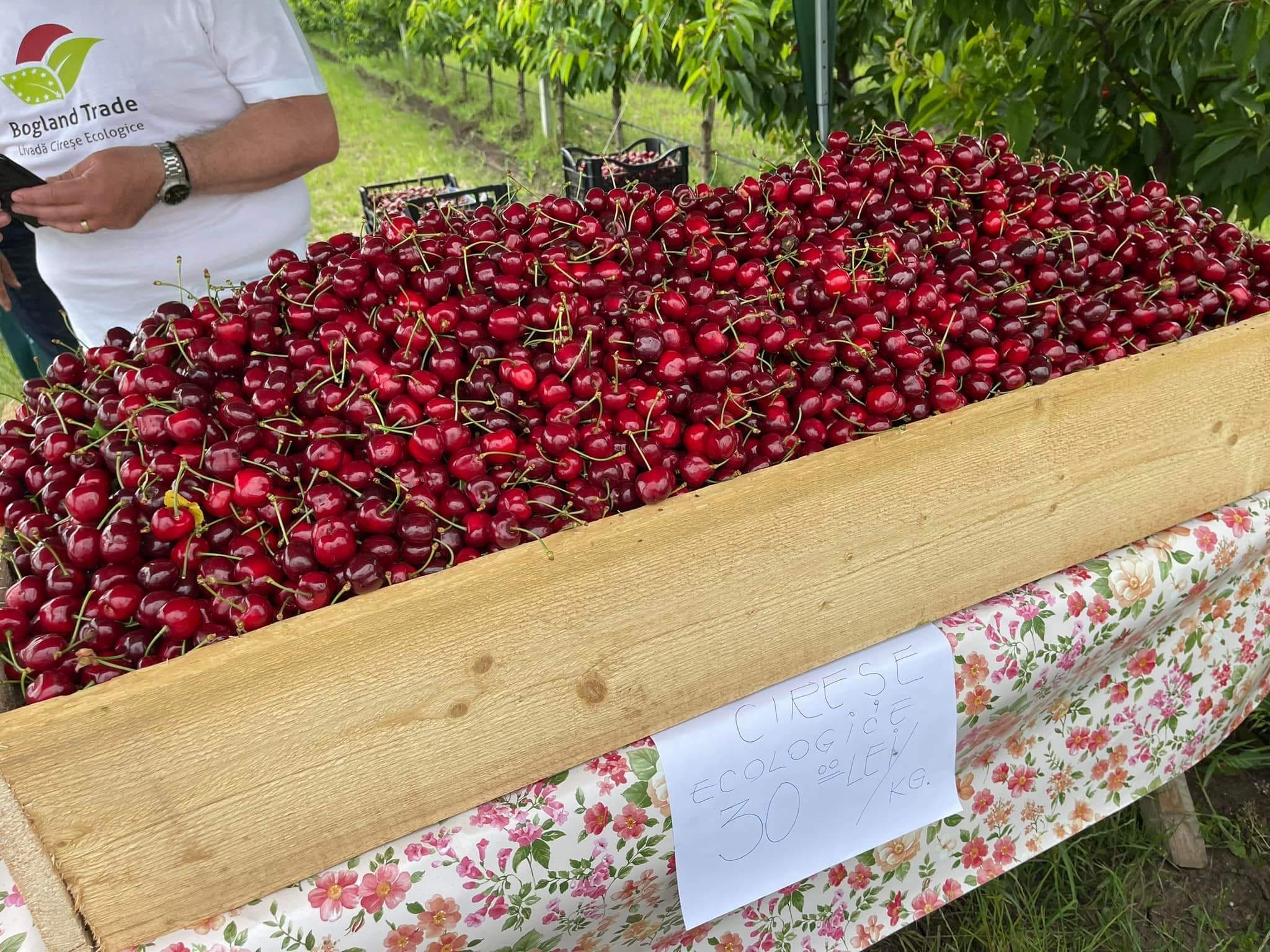 Bogland Trade S.R.L. – Producător cireșe ecologice în Giurgiu, județul Giurgiu