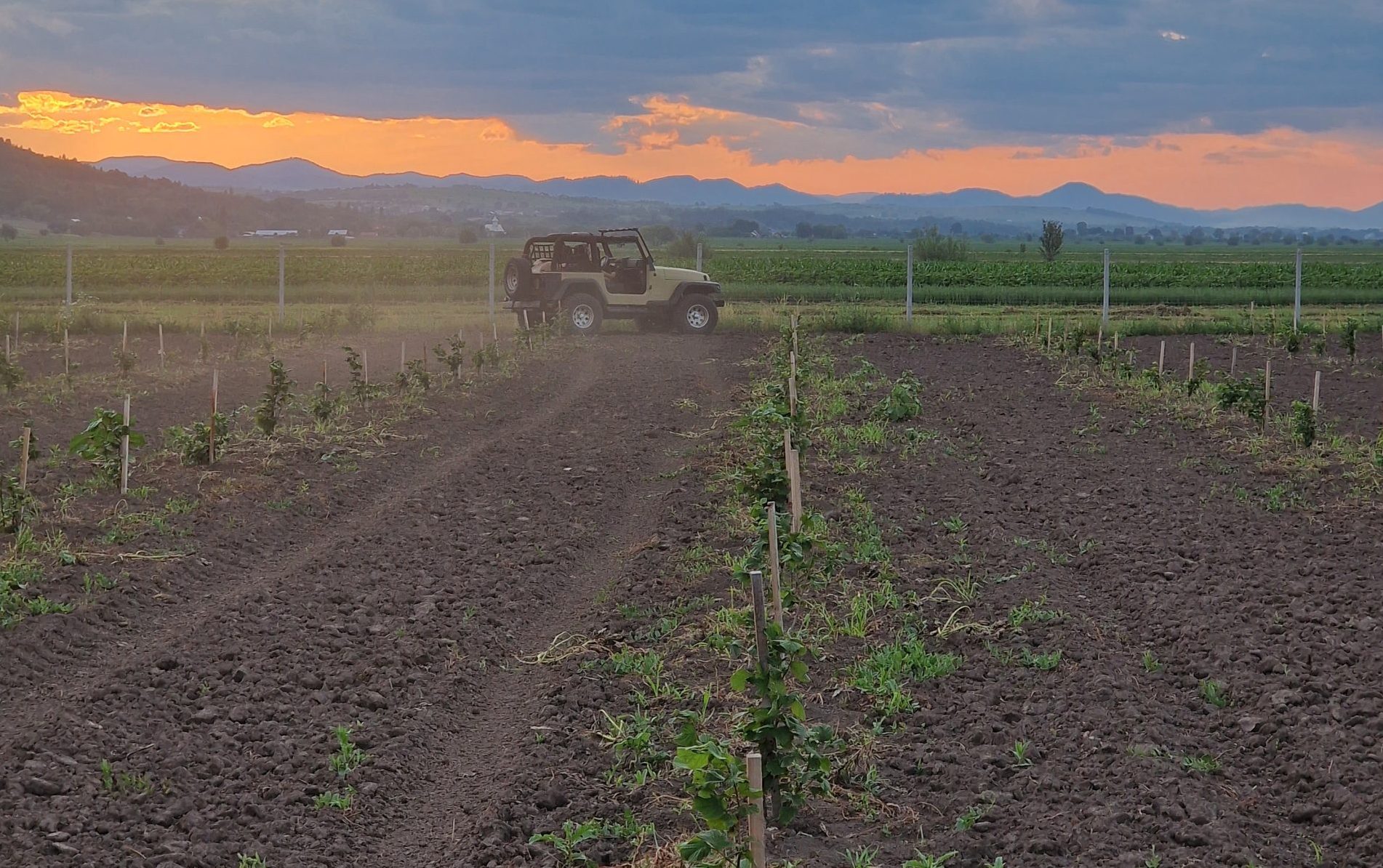 Propas S.R.L. – Producător de alune și trufe negre în Bacău, județul Bacău