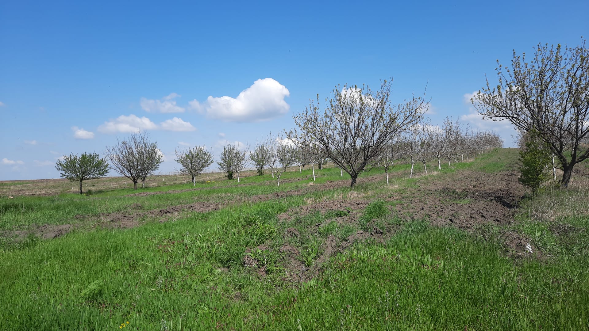 Picu A. Ciprian P.F.A. – Producător produse ecologice (Nuci, Cireșe, Vișine, Mere, Pere, Gutui, Caise, Prune) în Catane, județul Dolj