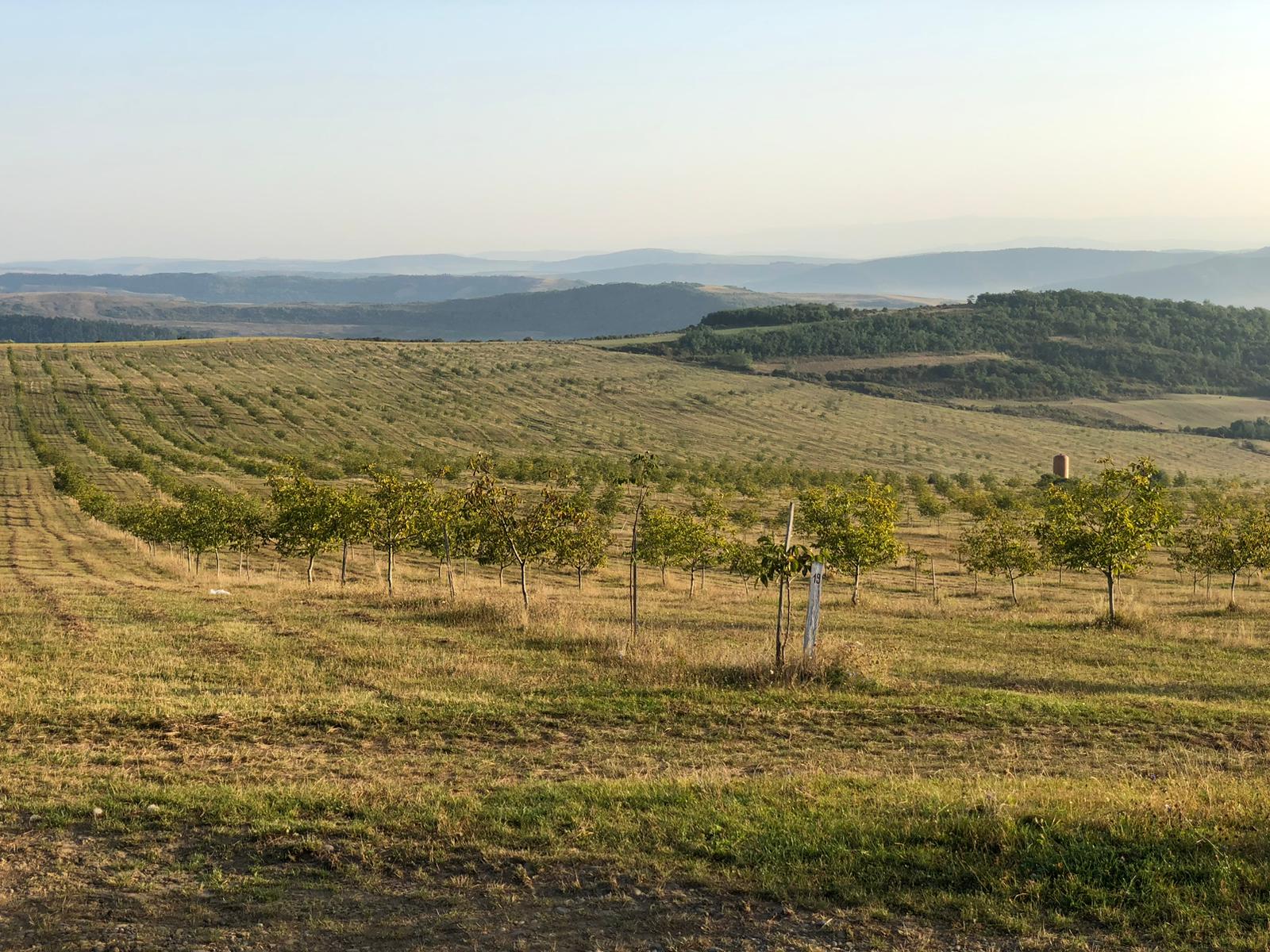 Bologa Claudiu I.I. – Producător de nuci ecologice în Târgu Mureş, județul Mureș