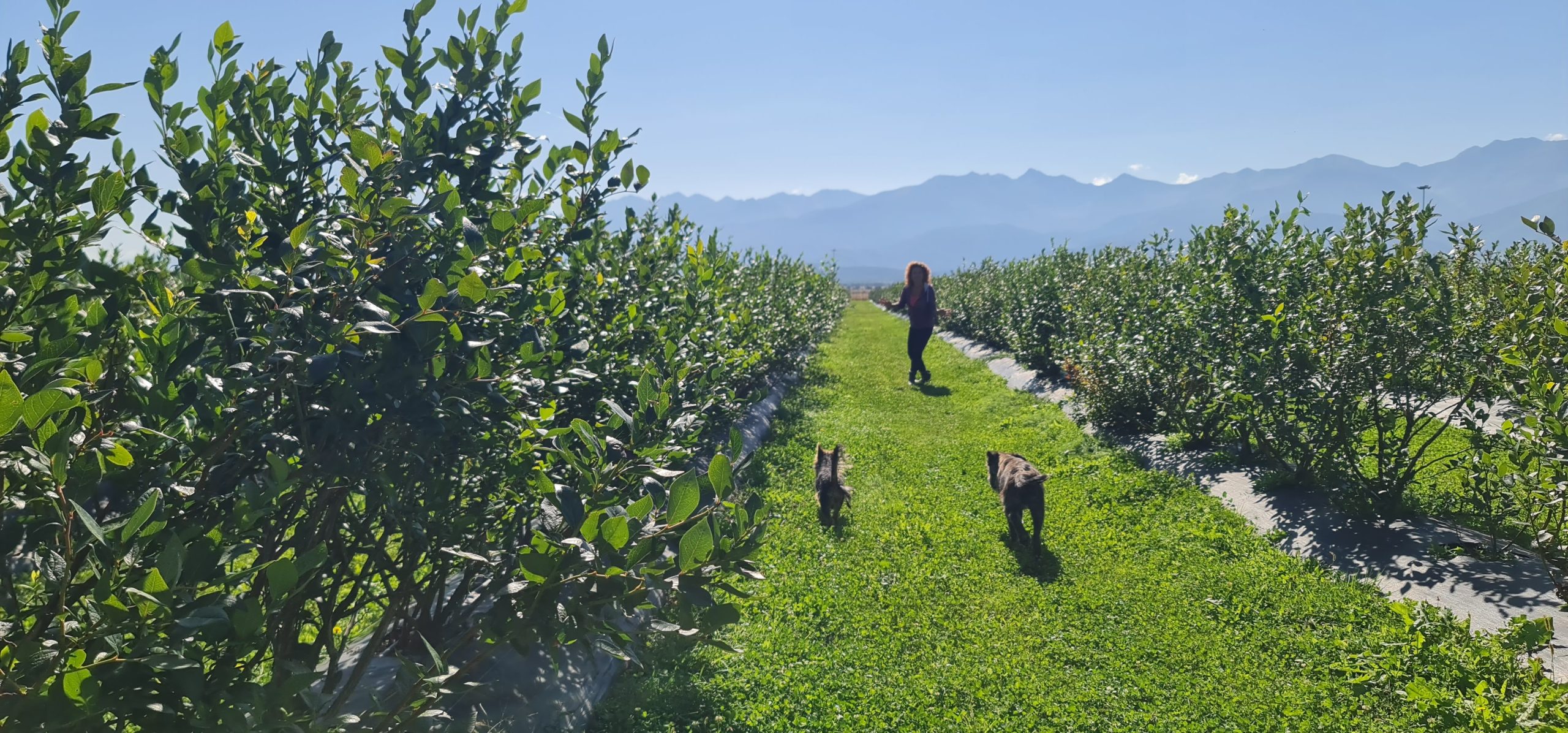 Happy Blueberry Farm S.R.L. – Producător afine ecologice în Șelimbăr, județul Sibiu