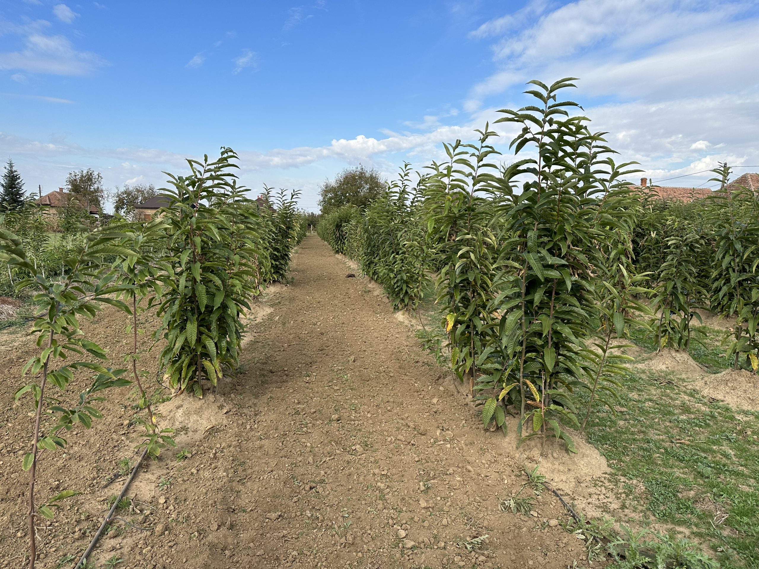 Bio Castan Urziceni Cooperativă Agricolă  – Producător produse ecologice (Castane, Nuci) în Urziceni, județul Satu Mare