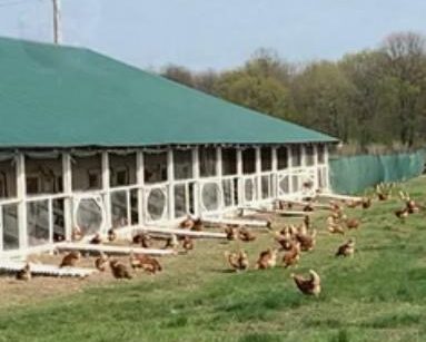 Galina Bio Eggs S.R.L. – Producție, Pregătire produse ecologice (Găini ouătoare, Nuci, Alune, Ouă de găină) în Vârvor, județul Dolj