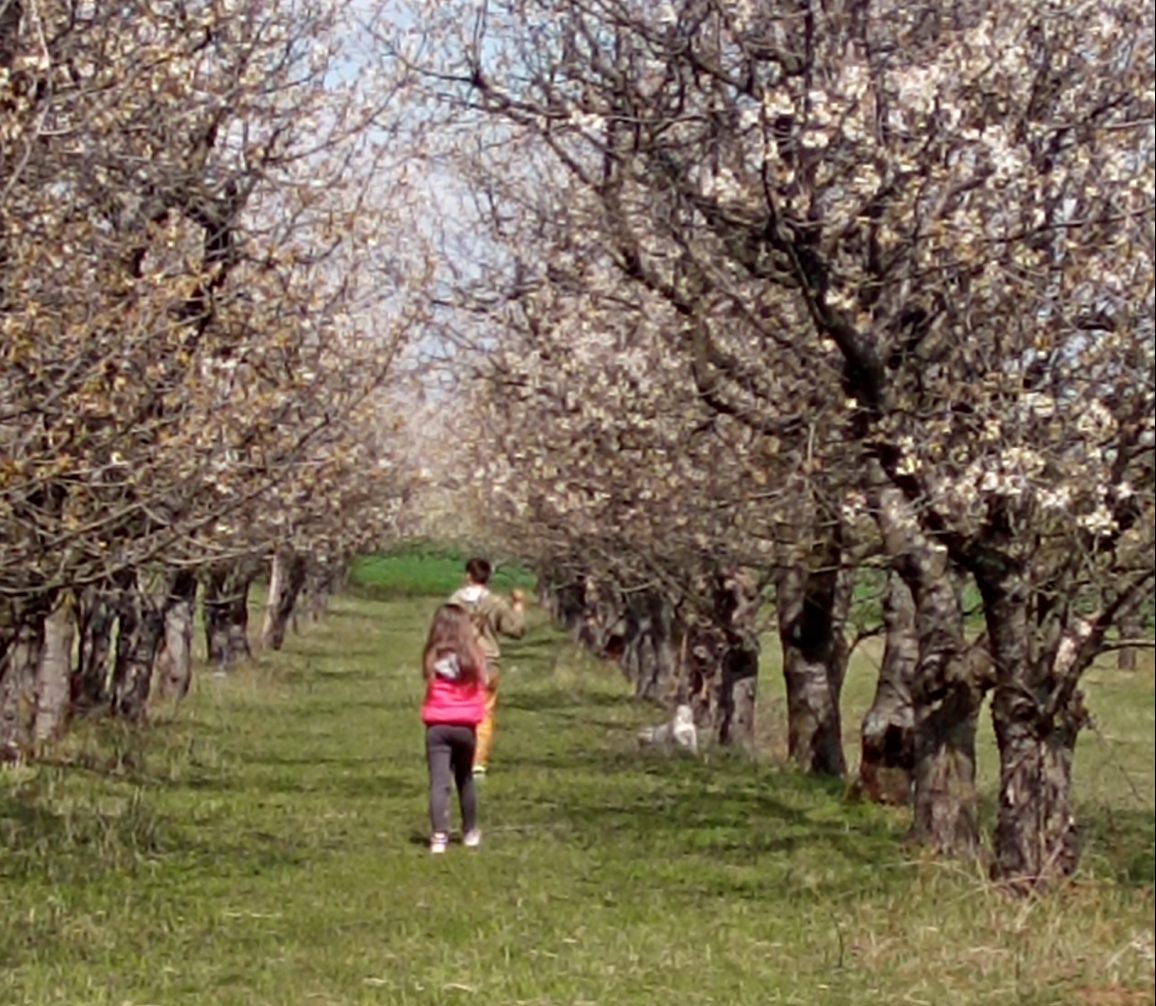 Fidusia Fruit S.R.L. – Producător produse ecologice (Cireșe, Vișine, Mere) în Cean, județul Satu Mare