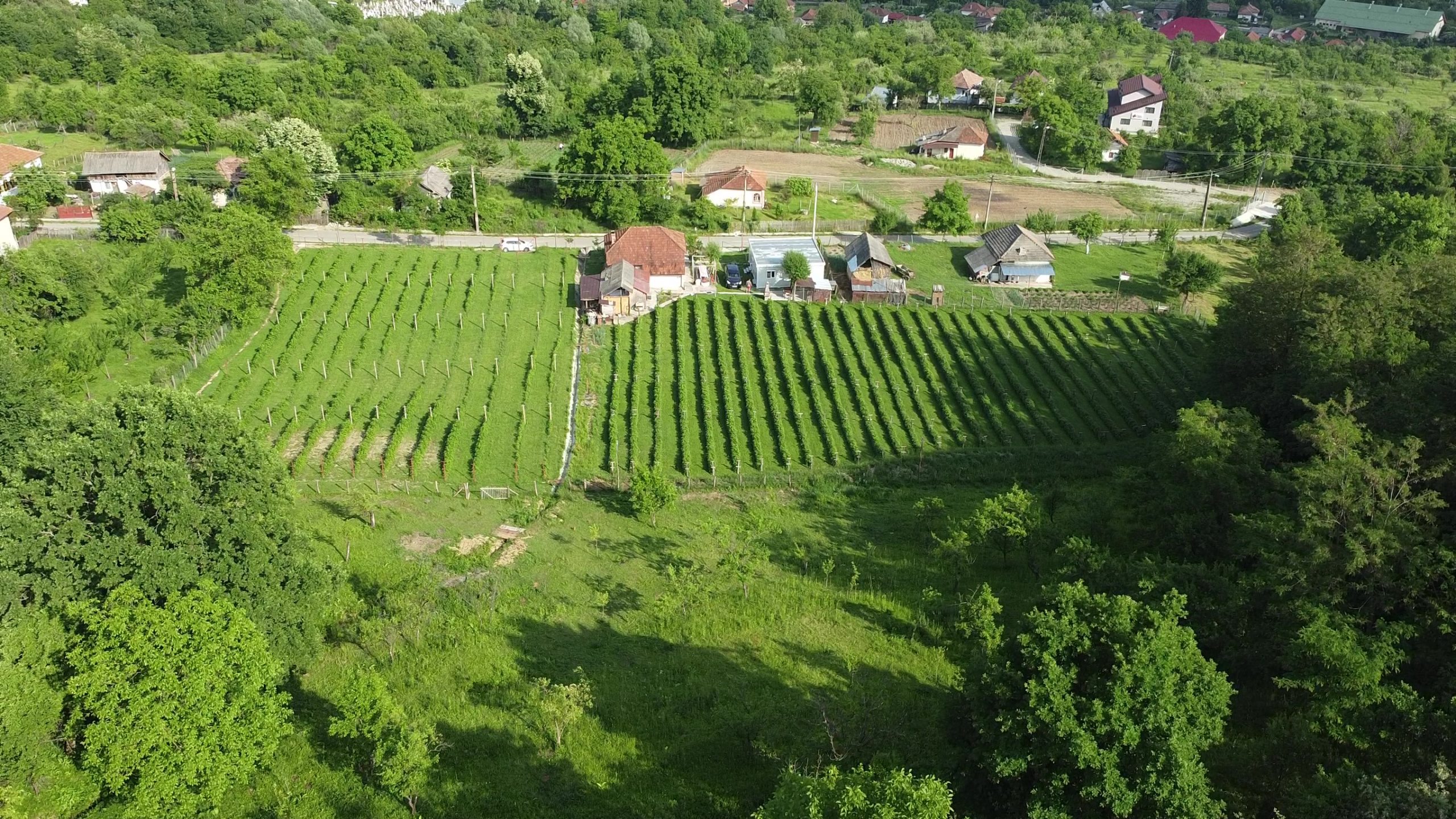 Livada de Zmeura S.R.L. – Producător produse ecologice (Prune, Zmeură) în Mihăești, județul Argeș