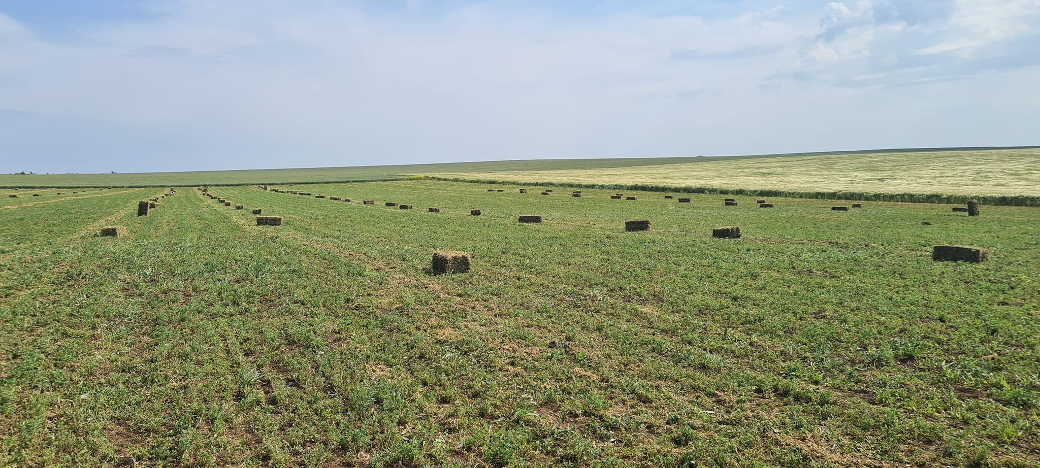 Lucerna ecologica