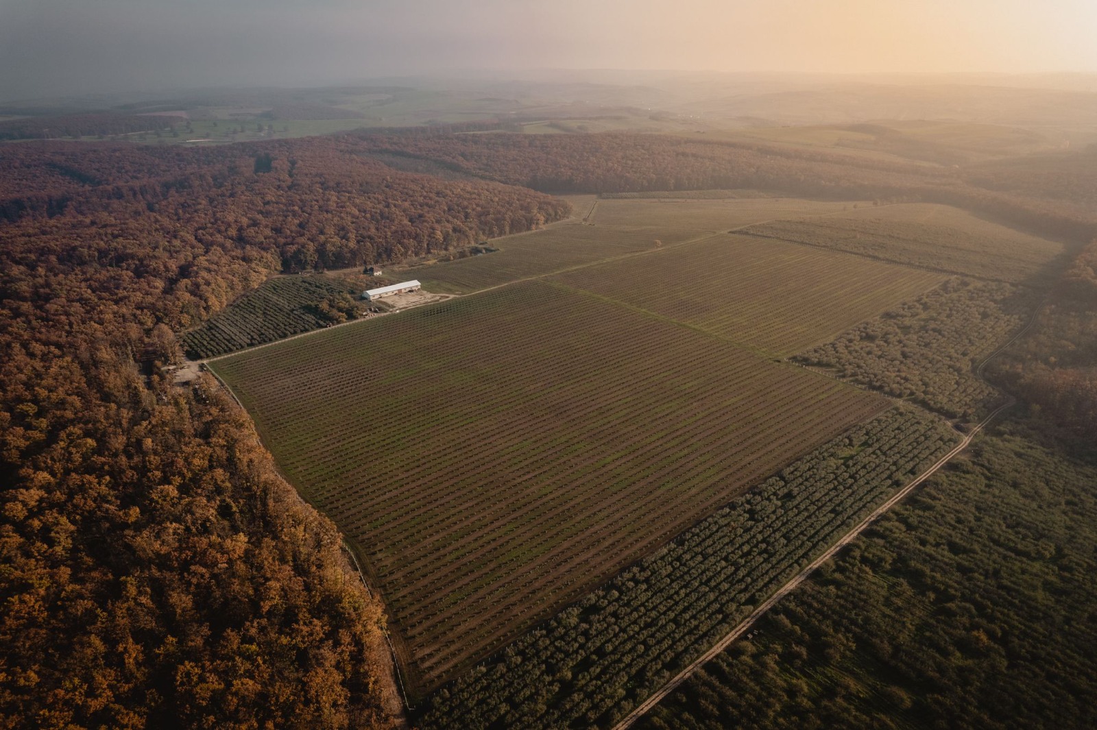 Plantația văzută de sus