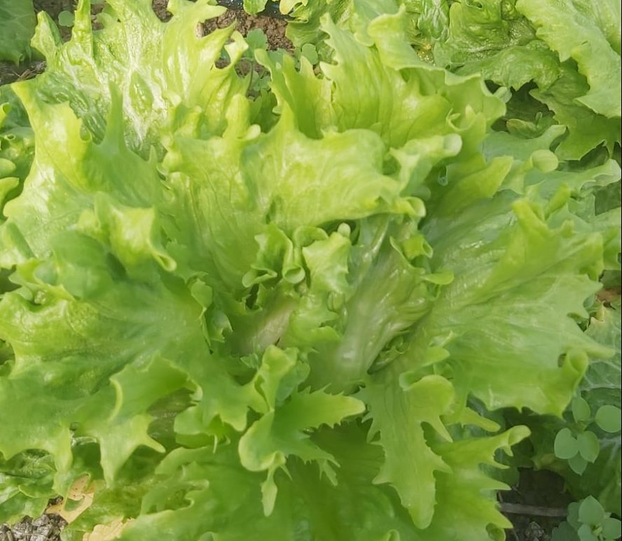 Salată verde Iceberg ecologică