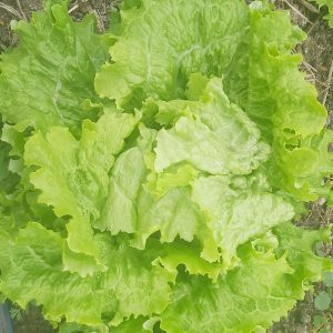 Salată verde creață ecologică