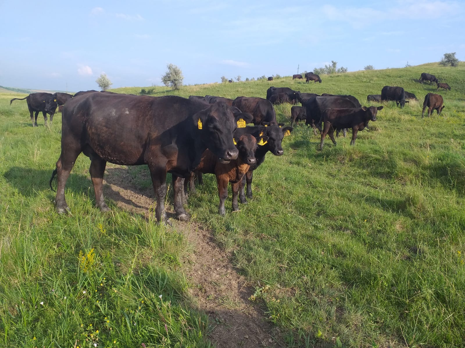 Ecosol Agrotrans S.R.L. – Crescător vaci Angus în sistem ecologic în Suceava