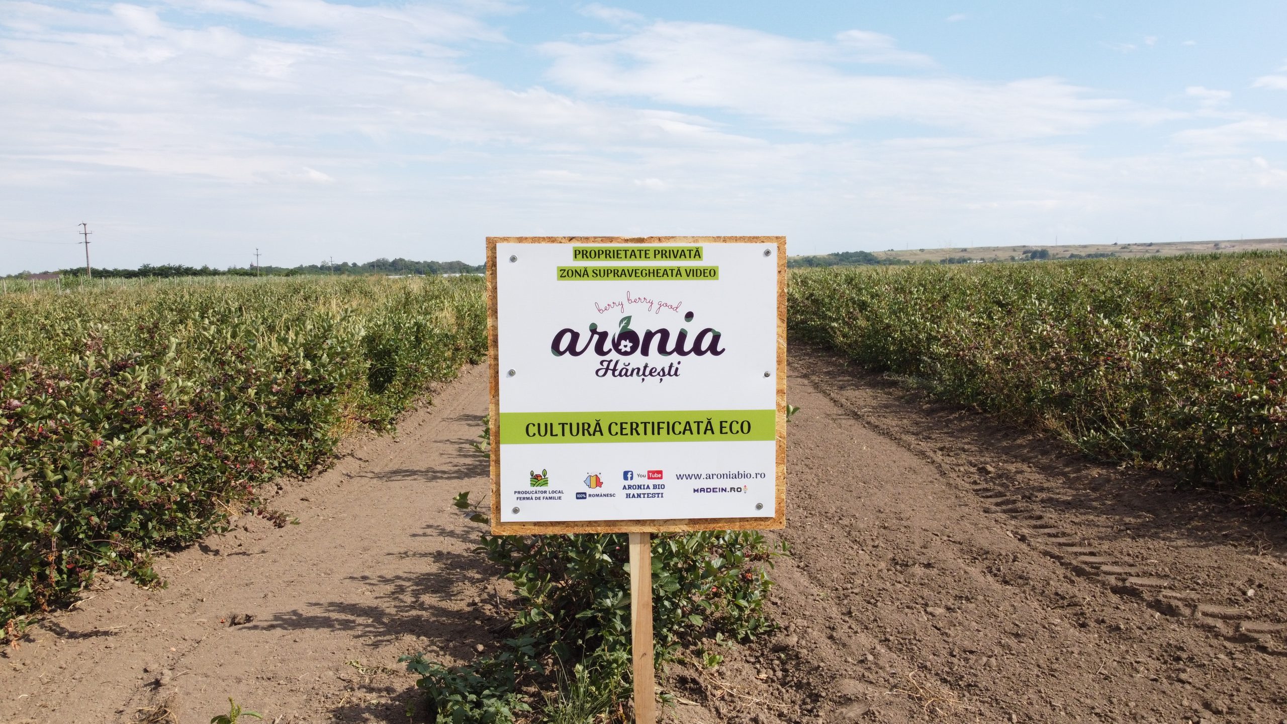 Andy Star S.R.L. – Producător ecologic de aronia în Hănțești, Suceava