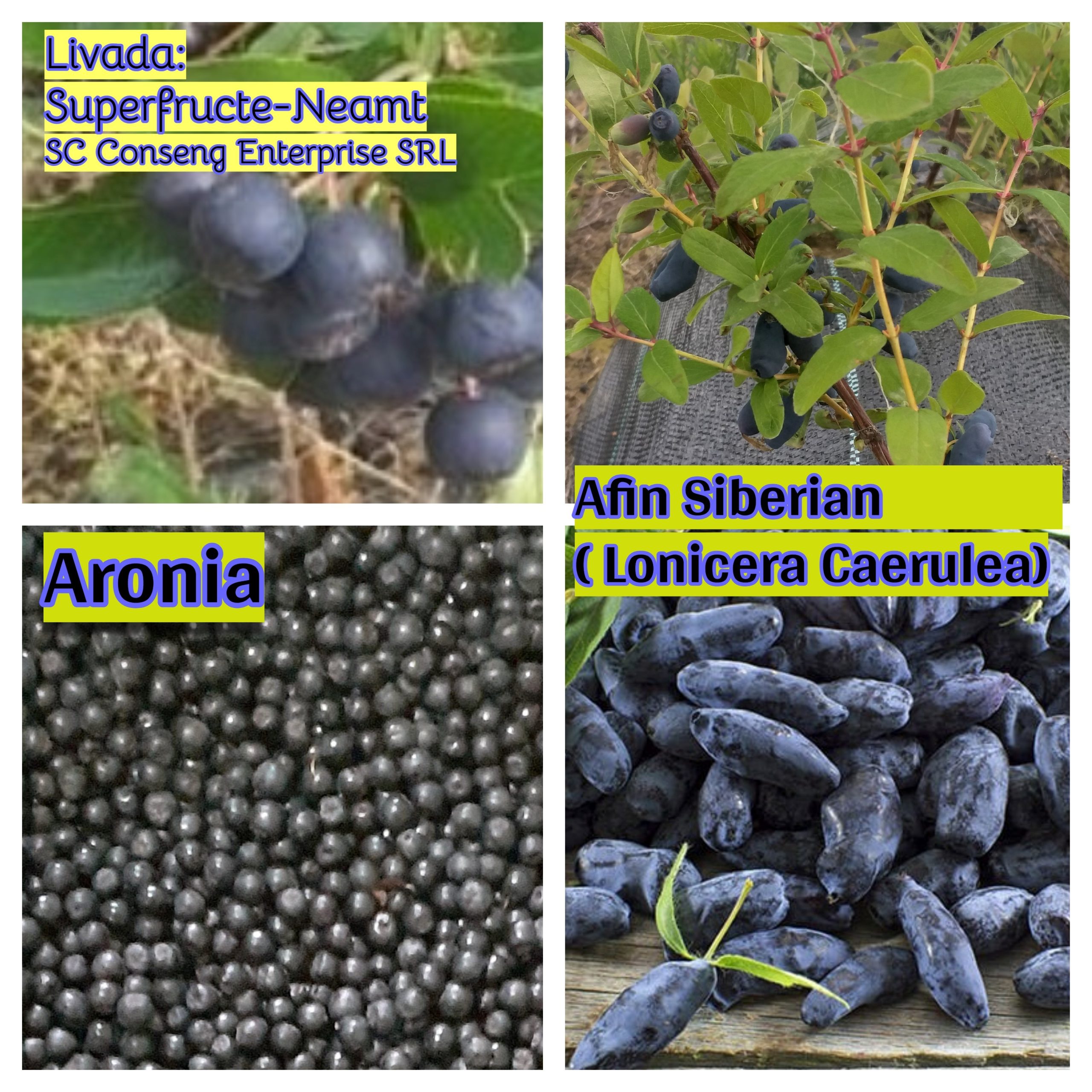 Fructe de Aronia si de Lonicera caerulea ( Afin Kamceatca)