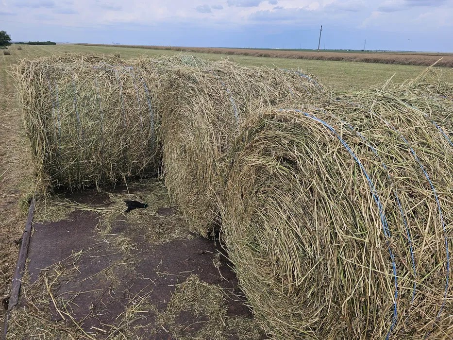 Contesti Agricultura Industrie Comert S.R.L. – Producător produse ecologice în Conțești, județul Dâmbovița