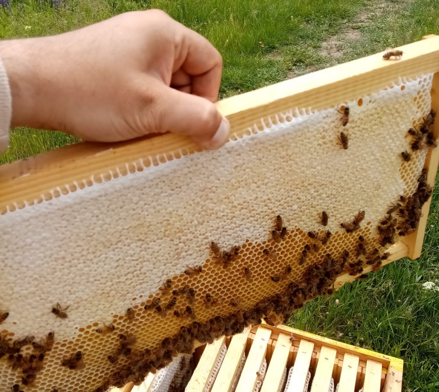 Pro Apiflor S.R.L. – Apicultor ecologic, producător de miere ecologică în Izvoru, județul Vâlcea