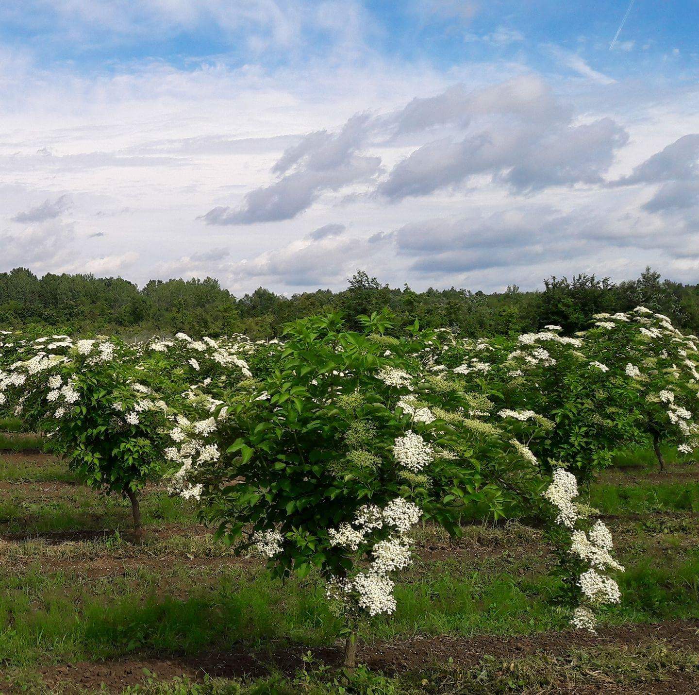 Plantatia ecologica de soc Aromela