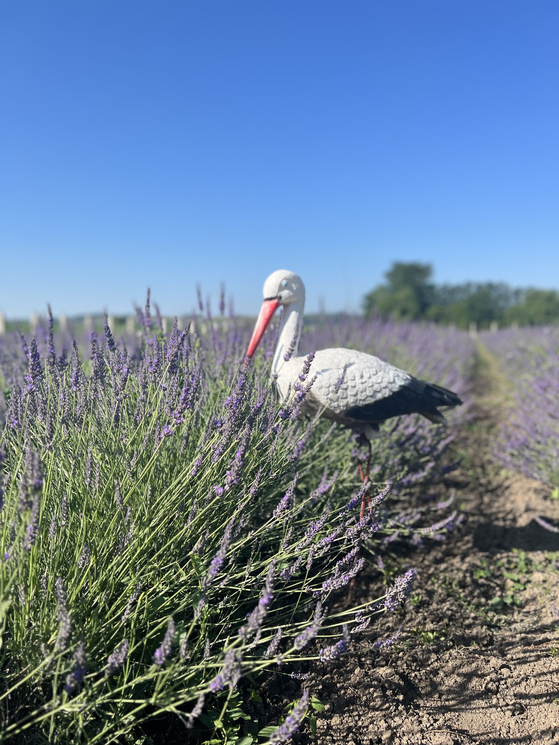 Cultura Ecologică din plante de Lavanda