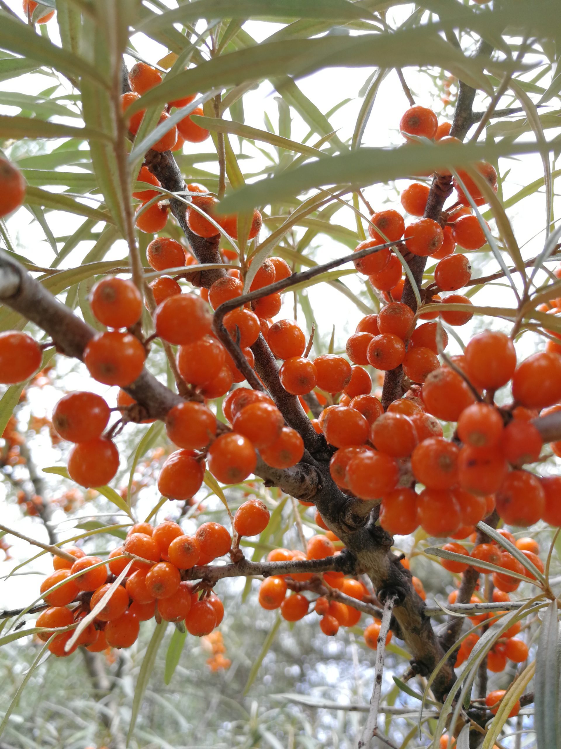 Fructe de cătină ecologică