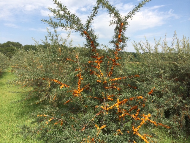 Livadă de cătină ecologică