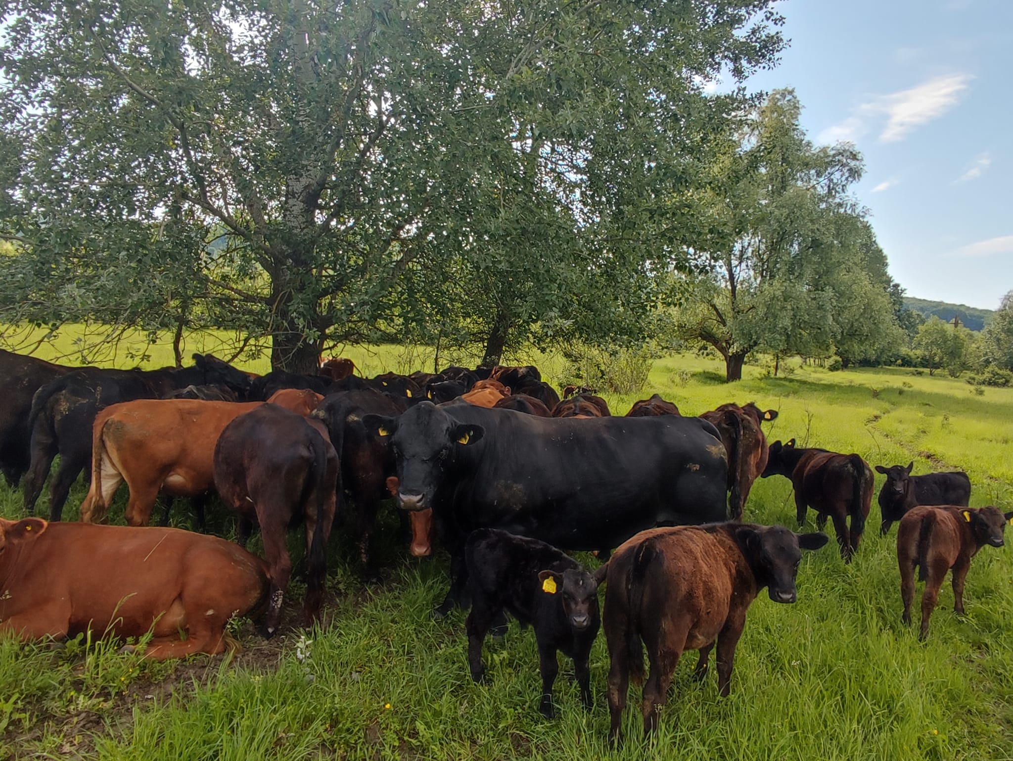 Masă verde ecologică în Livezi, Vâlcea – Angus Livezi S.R.L.