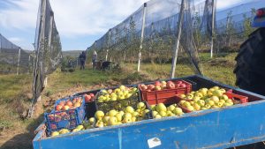 Denimar Ecofarm S.R.L.
