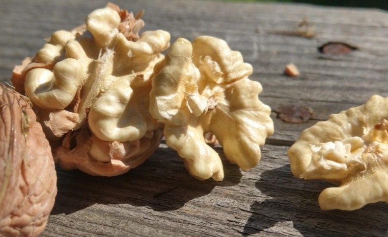 Producător ecologic în Satu Mare, Satu Mare – Humiak Nuts S.R.L.