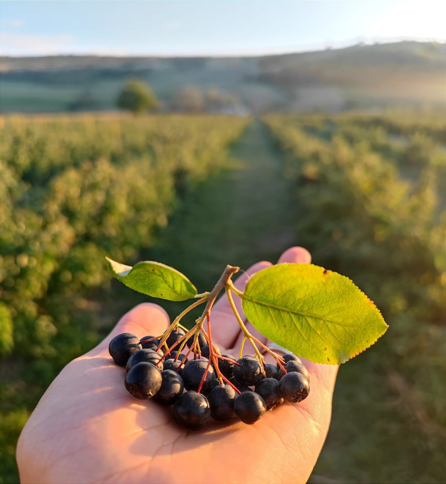 Căpșuni, aronia, dovleac, tomate ecologice în Borșa, Cluj – Delicium S.R.L.