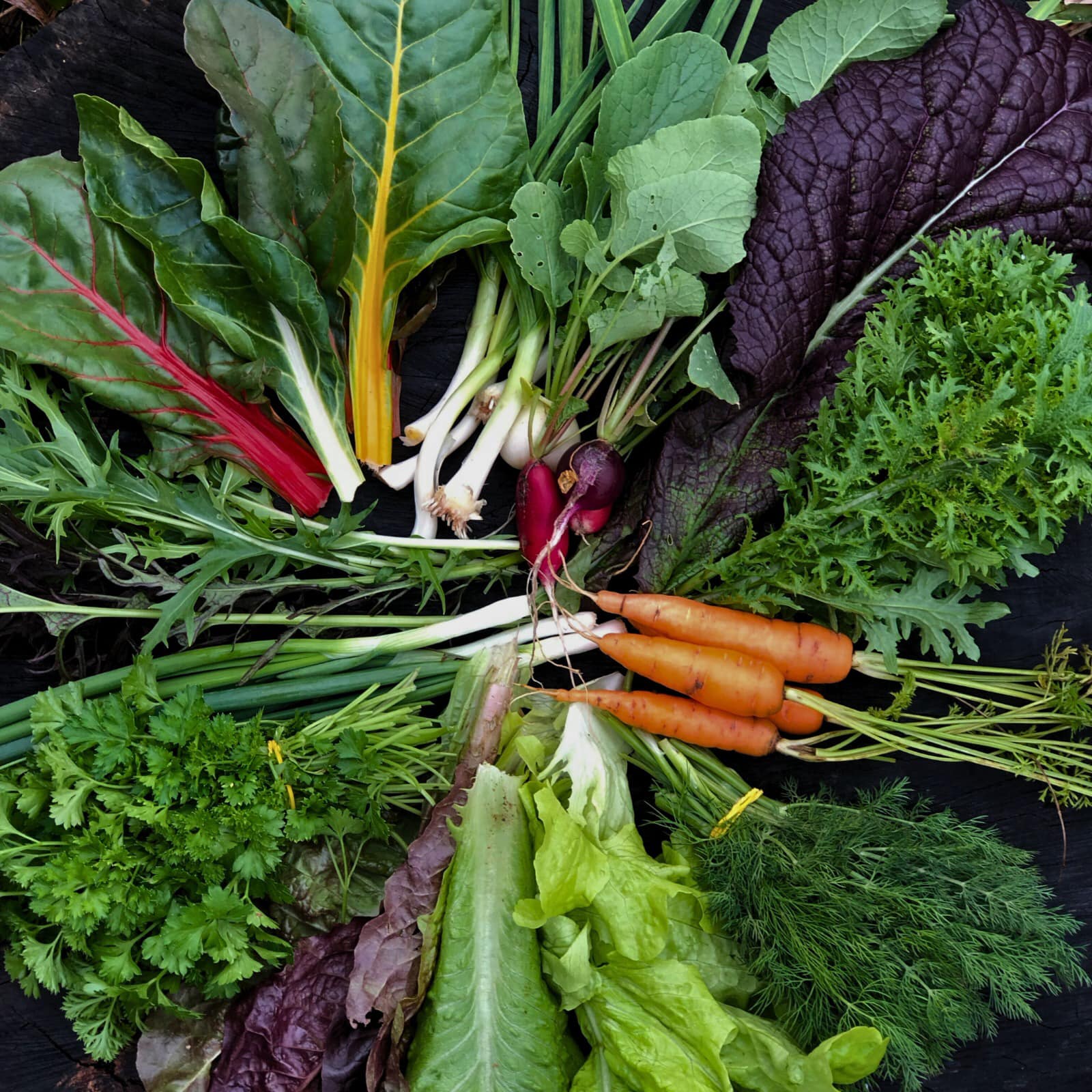 Salată, ceapă verde, ridichi, kalle, muștar ecologic în București – Grădina Corbilor S.R.L.