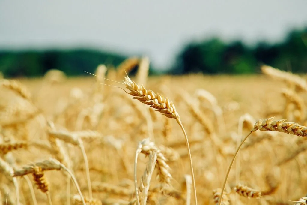 Distribuție, Export grâu, floarea soarelui, in, rapiță, mazăre ecologică în Tulcea – Agro Danubius Trading S.R.L.