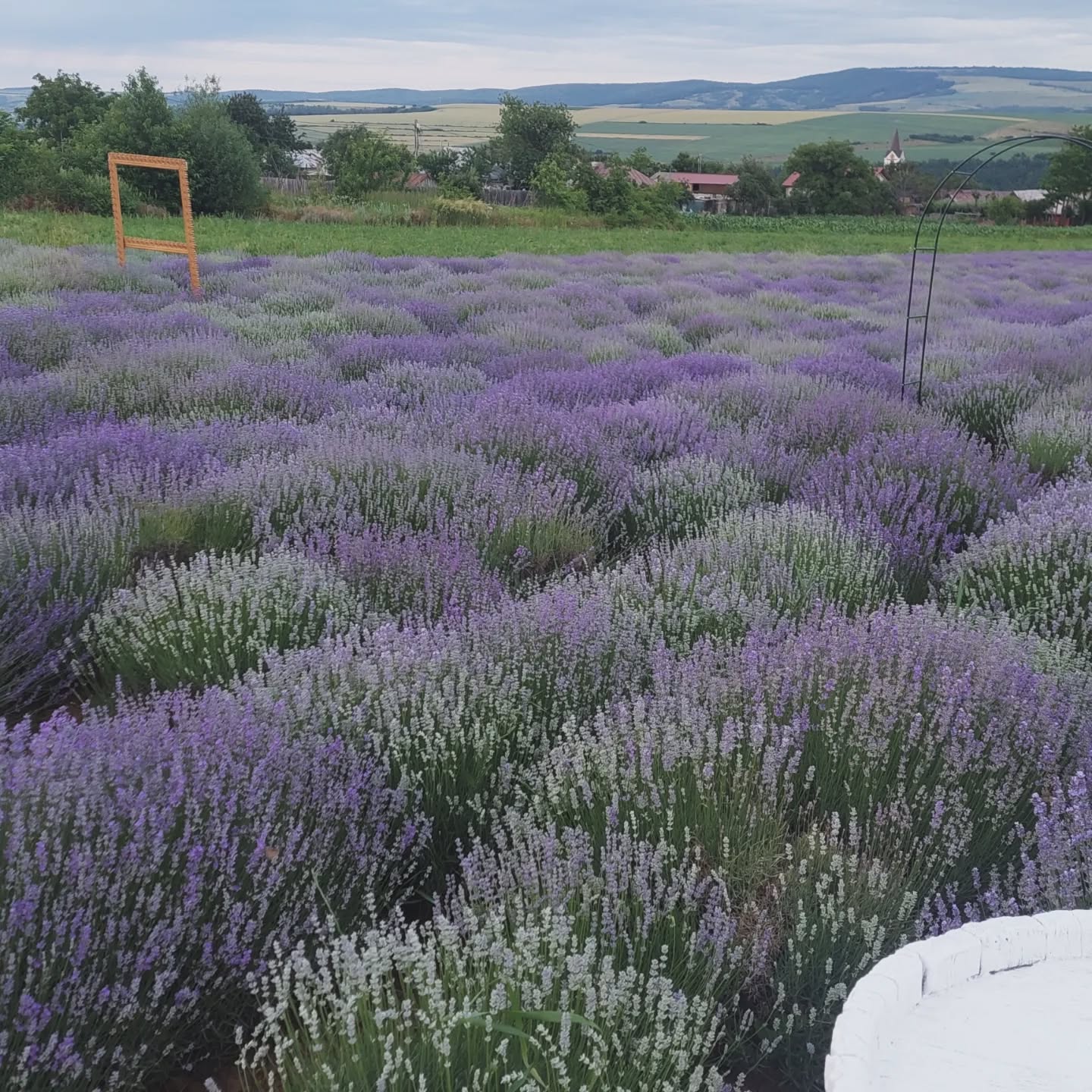 Lavandă ecologică în Horgești, Bacău – Catea Felicia-Claudia