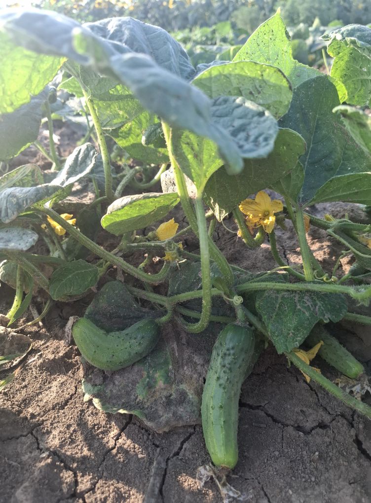 Producător ecologic în Darova, Timiș – Nafarean Loredana-Florentina I.I