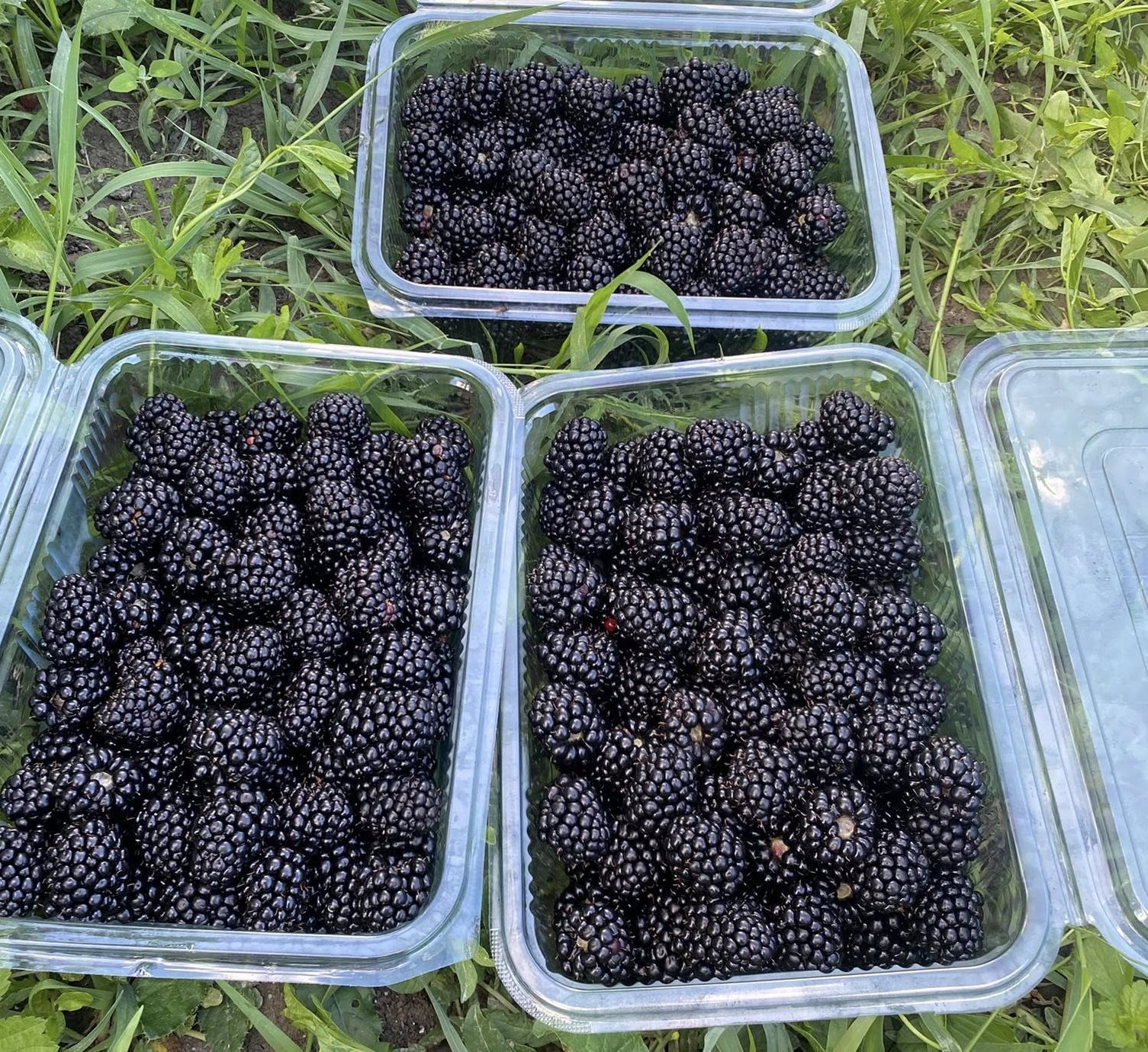 Coacăze, aronia, afine siberieni, mure, nuci, prune ecologice în Jibou, Sălaj – Top Ecoberries S.R.L.