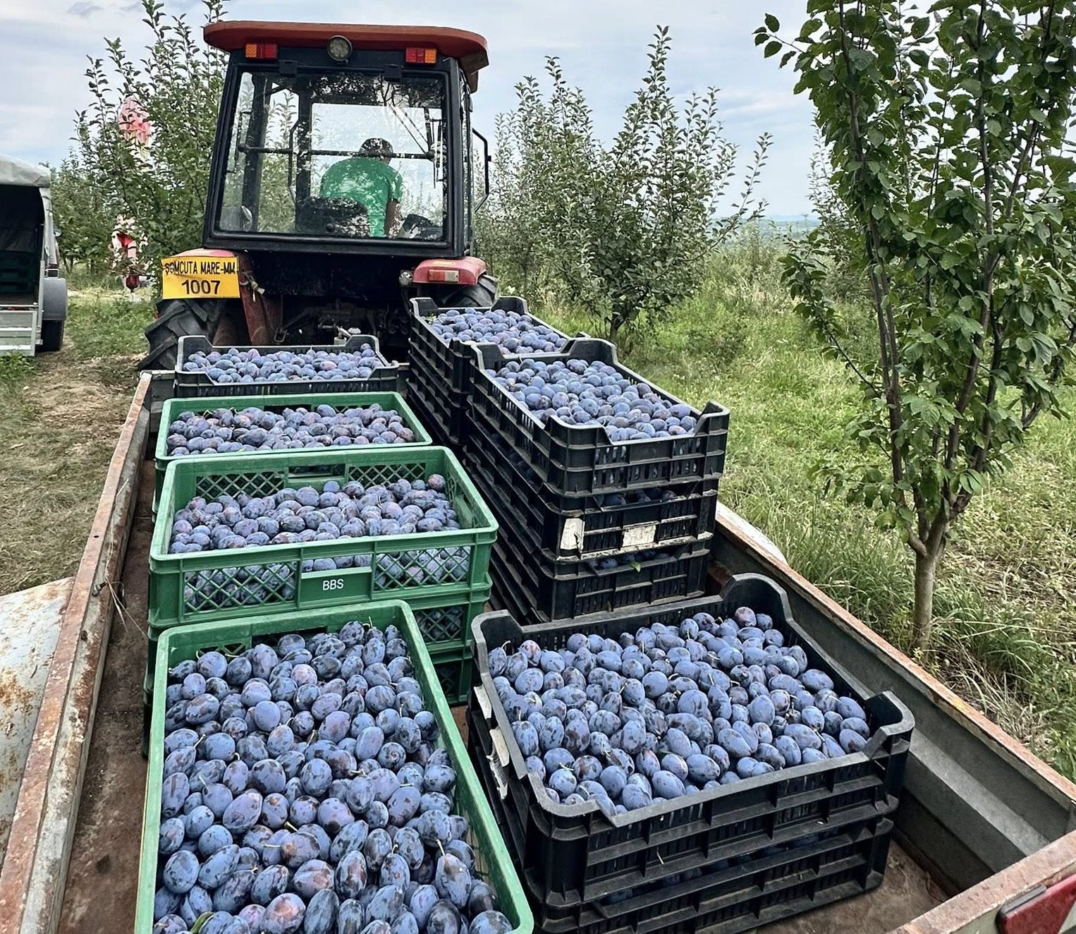 Mere, prune, pere ecologice în Șomcuta Mare, Maramureș – Mărieș Cornel