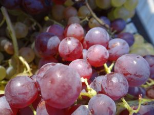 Struguri ecologici Ceasla, Riesling, Feteasca