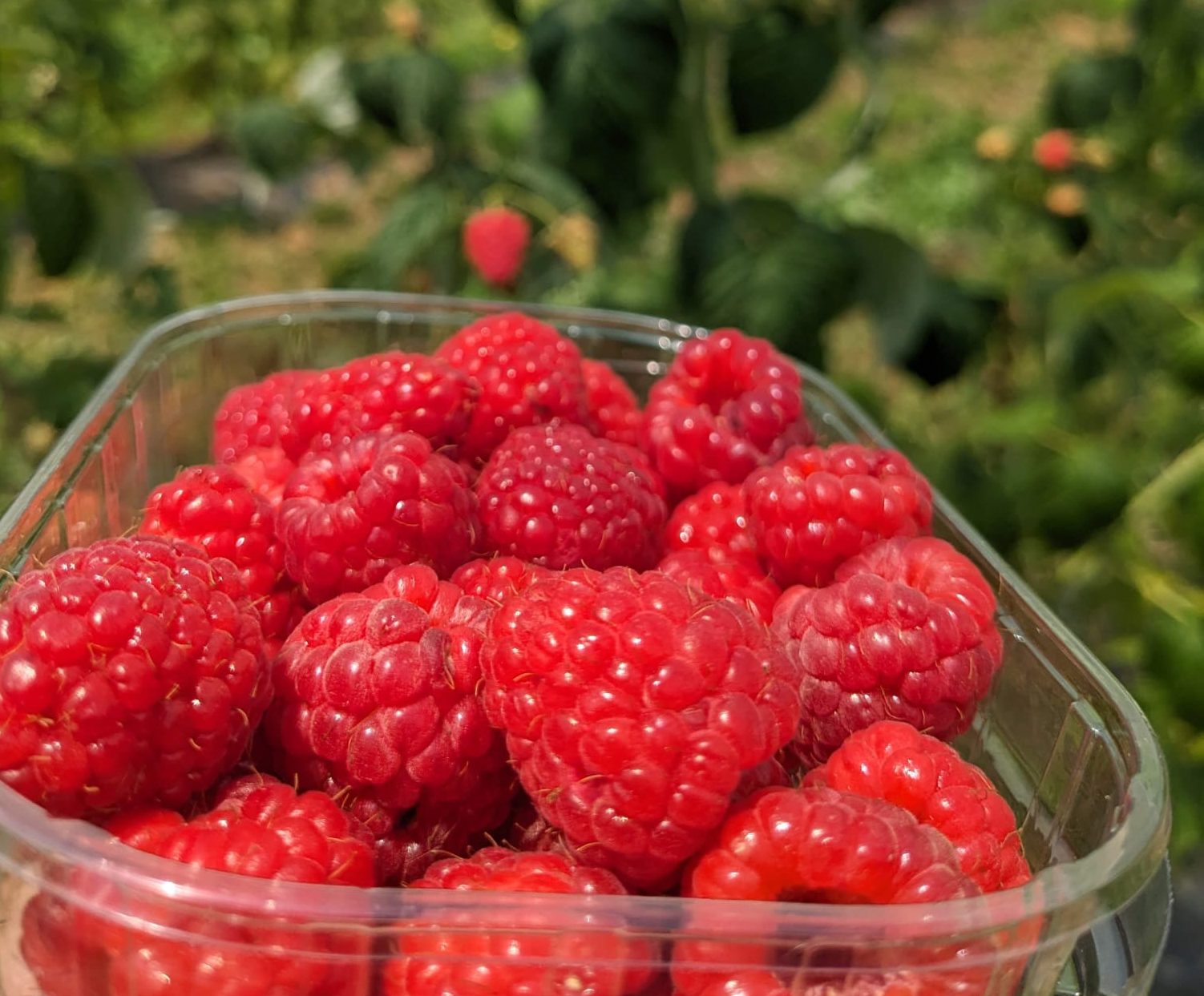 Mure, zmeură congelată ecologică în Roșia, Bihor – Bone Crina Delia P.F.A.