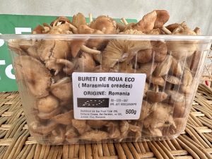 Bureți de rouă eco