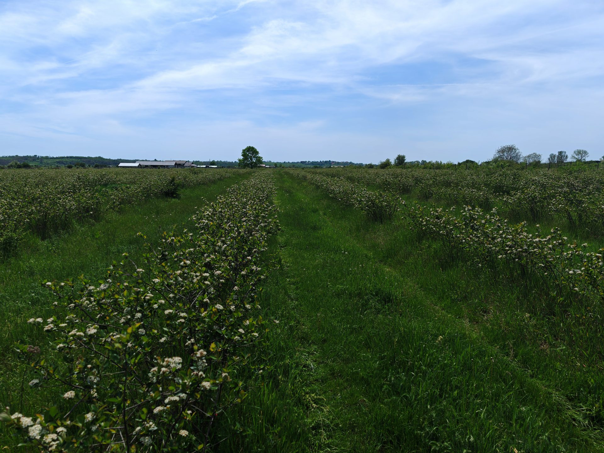 aronia inflorita mai 2025