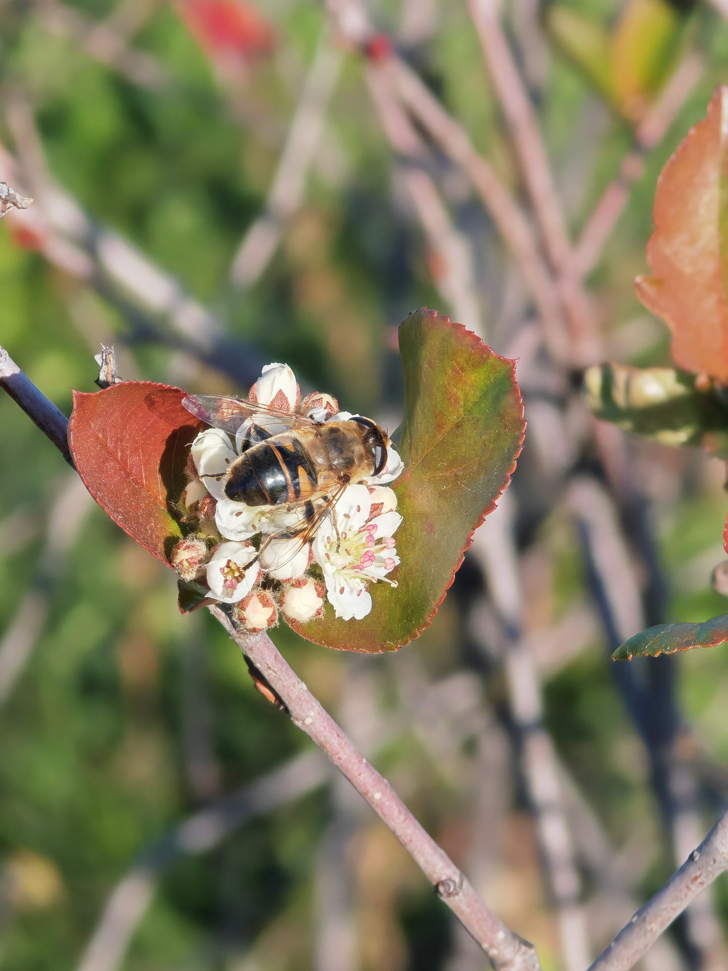 Aronia,inflorire la inceput de noiembrie 2024