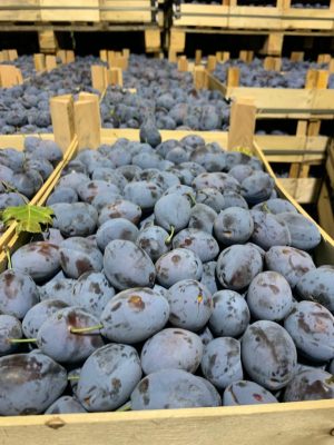 Prune ecologice
