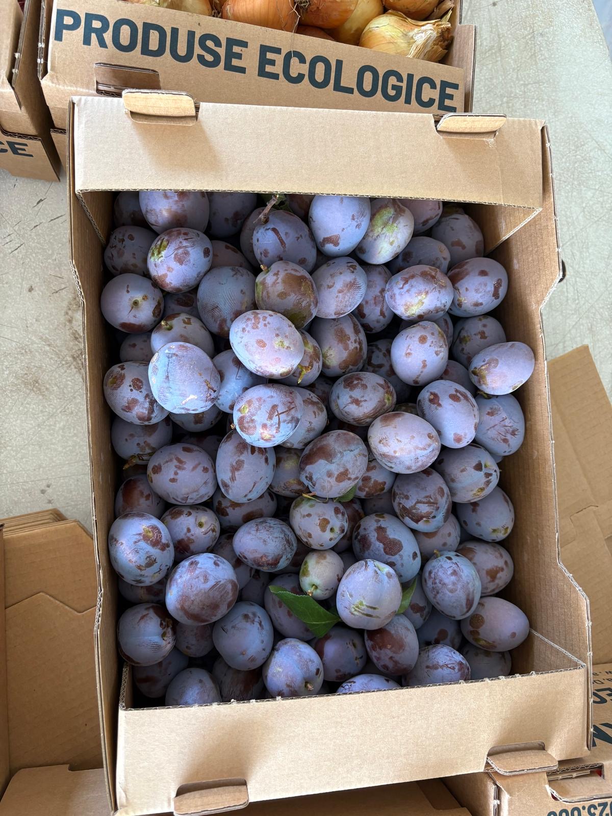 Prune Bio