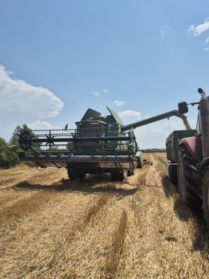 Grâu comun de toamnă, certificat ecologic