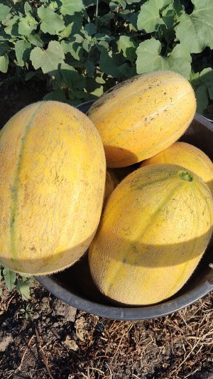 Pepene galben