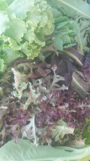 Mix de salate ecologice, rosii si verzi