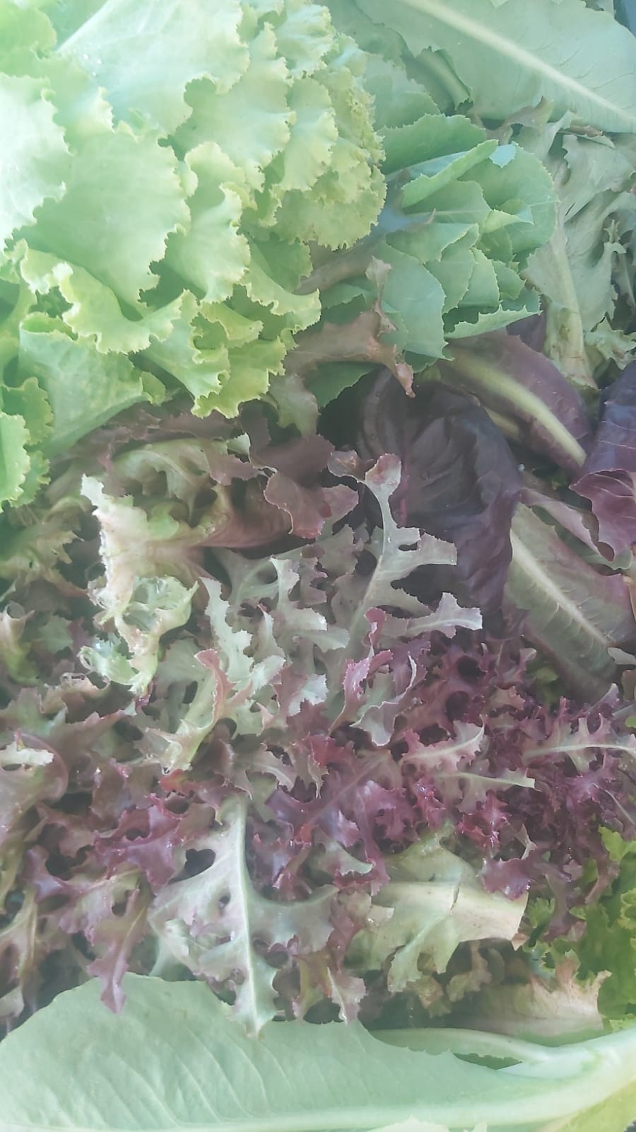 Mix de salate ecologice, rosii si verzi