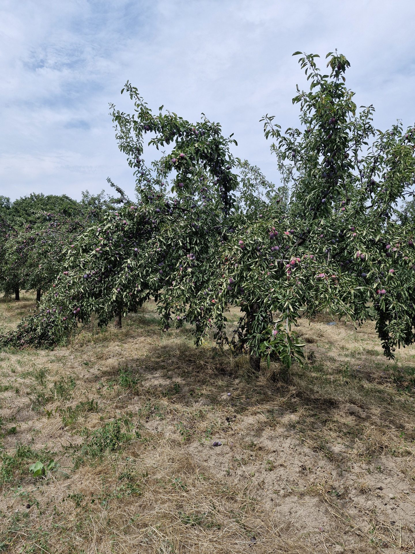 Prune ecologice